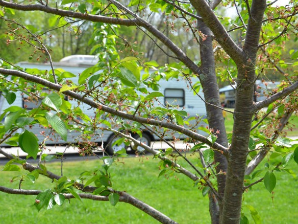 Spring Tree at Yonah Mountain Campground in the North GA Mountains